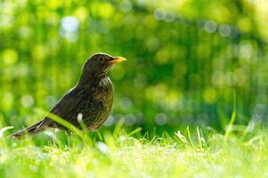 A small black bird is standing on the green grass. It has a yellow beak and is looking at the camera. The background is blurred and a warm backlight lights the bird in the garden with the sun. photo