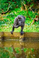 A gray monkey sits on a wooden dock, gazing thoughtfully at the still water. Its long tail hangs down, and it appears to be pondering something while surrounded by lush greenery. photo