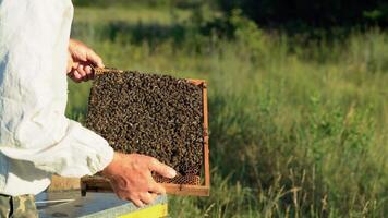 Frame is full of working bees in the hands of beekeeper on the apiary. Bees on honeycombs. Frames of a bee hive near the green grass video