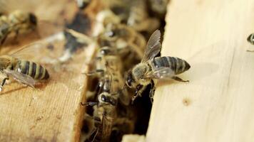 Some bees crawling inside of their beehive in a sunny day. Bees working at processing thier pollen into an healthy wax. Macro shot video