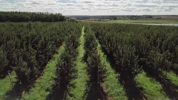 Lines of green apple trees growing under the light sky in a summer day. Beautiful landscape with the rows of trees in the field. Camera moves left. Aerial view video