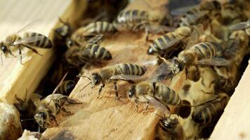 Beautiful bees working in the hive and crawling on the frames with combs in sun. Busy insects buzzing and swarming on the top of a beehive. Macro shot video