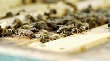 Honey insects crawling on the top of the frames in a beehive on a warm sunny day. Busy bees swarming together on surface in summer. Apiculture close-up video