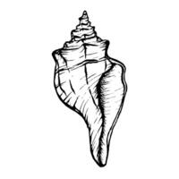 Line Art Illustration of Shell. Seashells in Black and White style. Drawing mollusk isolated on white background. Stylized graphics. Underwater world line art for design label, postcards vector
