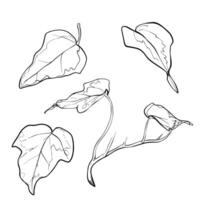 Sketch Ivy branch with leaves. Graphics illustration plant painted by black inks. Linear drawing foliage on isolated. Line art style for greeting cards designs vector