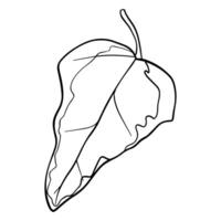 Ivy leaf graphics. Sketch illustration plant painted by black inks. Linear drawing foliage on isolated. Line art style for greeting cards designs vector