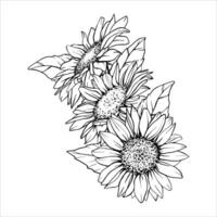 Sunflower illustration. Flower arrangement drawing in line art style. Botanical sketch painted by black inks. Hand Drawn Bouquet Graphics element outline vector