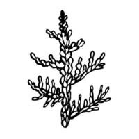 Sketch of Seaweed. algae illustration of the underwater world painted by black inks. Hand drawn Graphic line art of sea life. Underwater plants in outline style for design label, postcards vector
