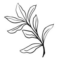 Minimalist black-and-white line art leaf branch, suitable for elegant tattoos, digital art, or decor with a touch of natural beauty, ideal for unique projects vector