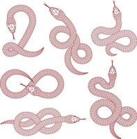 set of isolated stylized snakes. snake year illustrations. collection of chinese new year flat snakes vector