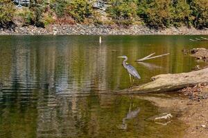 Great blue heron standing on a log photo
