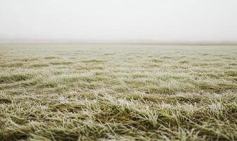 A field of grass covered in frost photo