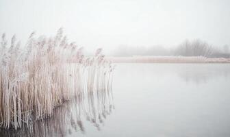 A frozen lake with a field of tall grass on the shore photo