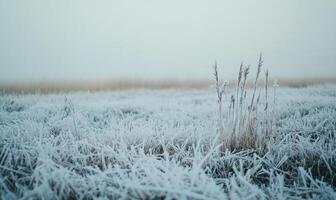 A field covered in snow with a lone plant in the middle photo