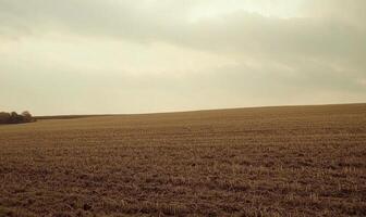 A field of tall grass with a cloudy sky in the background photo