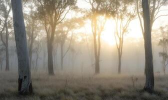 A foggy forest with trees and a sun in the sky photo