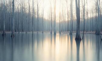 A forest with a lake in the middle photo