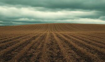 A field of crops is shown in a cloudy sky photo