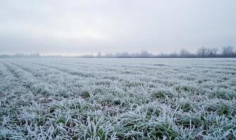 A field covered in snow with a few trees in the background photo