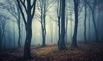 A forest with trees and a foggy atmosphere photo
