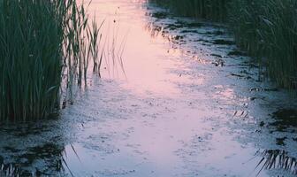 A body of water with a path running through it photo
