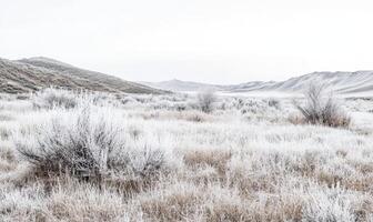 A snowy field with a few trees in the foreground photo