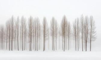 A row of trees are covered in snow and the sky is cloudy photo