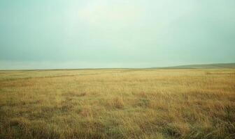 A field of tall grass with a cloudy sky in the background photo