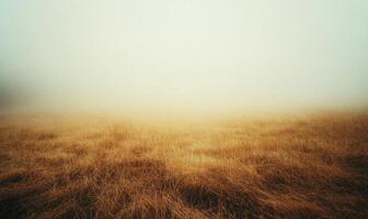 A foggy field with a few trees in the background photo