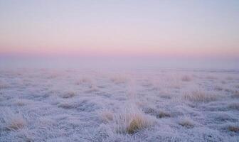 A field of snow covered grass with a pink sky in the background photo