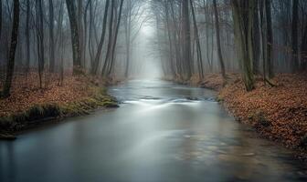 A stream of water flows through a forest photo