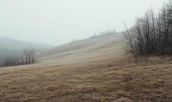 A field of grass with a few trees in the background photo