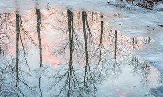 A reflection of trees in a puddle of water photo