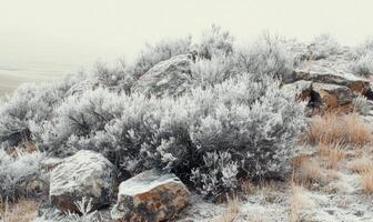A rocky hillside covered in snow and bushes photo