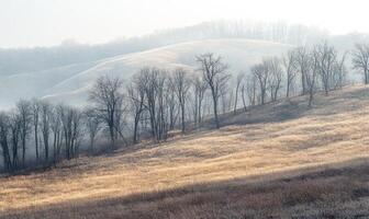 A field of trees with a foggy sky in the background photo