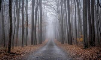 A forest path is shown in the rain with trees on either side photo