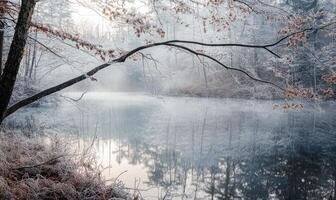 A tree branch is reflected in the water of a lake photo