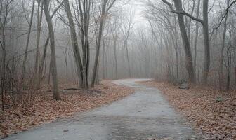 A path through a forest with a few trees in the background photo