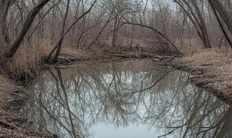 A body of water with trees in the background photo
