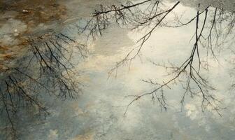 Reflections of trees in a puddle of water photo