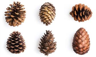 A collection of pine cones in various sizes and shapes photo