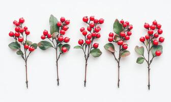 A row of red berries are arranged in a line photo