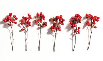 A row of red berries are arranged in a line photo