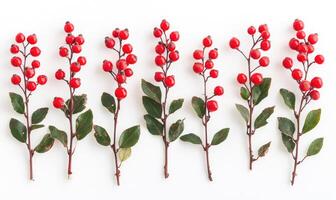 A row of red berries are lined up on a white background photo