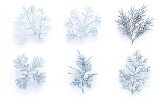 Six different types of white branches, each with a unique texture and pattern photo