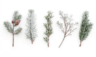 A row of evergreen branches with snow on them photo