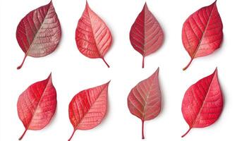 A row of red leaves, each with a different shade of red photo