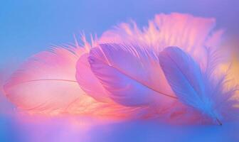 A close up of a group of feathers, with a pink and purple hue photo