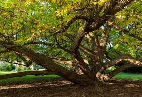 A large tree with thick branches and yellow leaves stands in a park on a sunny day photo