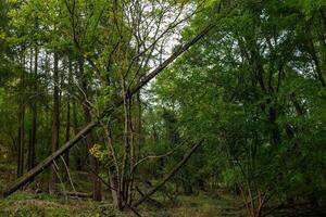 A fallen tree lies in the middle of a dense forest, surrounded by tall green trees photo